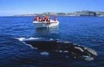 AVISTAJE DE BALLENAS