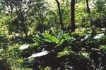 IGUAZU FOREST