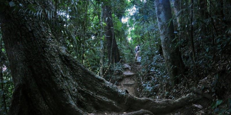 La Floresta Da Tijuca É Uma Floresta Linda E Incrível No Rio De Janeiro