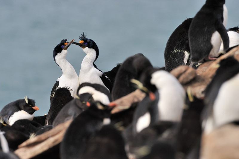 Malvinas Islands, South Georgia Islands And Antarctic Peninsula Cruise