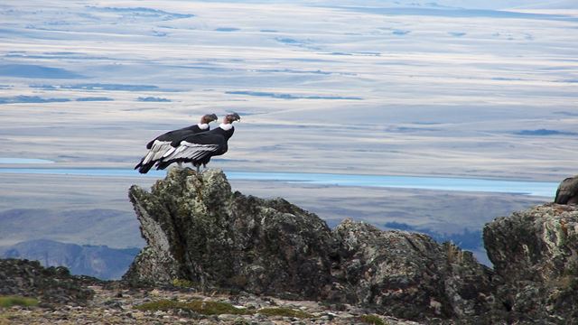 Condor Observation - Coyhaique Alto.