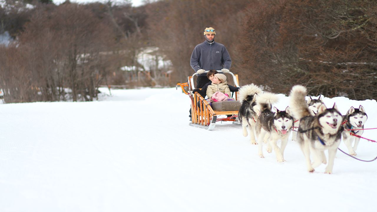 Aventura Blanca Con Huskies