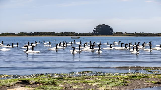 Aventura Em Chiloé: Ancud, Caulin E Lacuy
