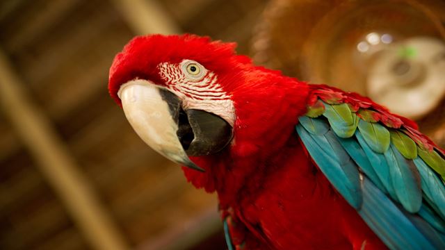 Aventura En La Selva De Tambopata