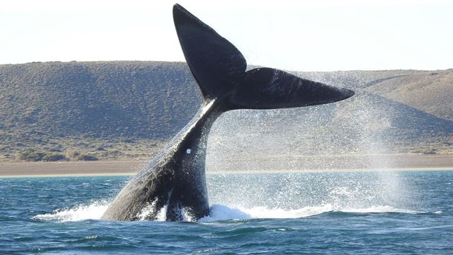 Avistaje Costero De Ballenas En El Doradillo