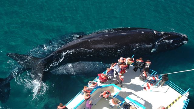 Avistaje De Ballenas