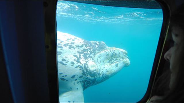 Whale Submarine Watching