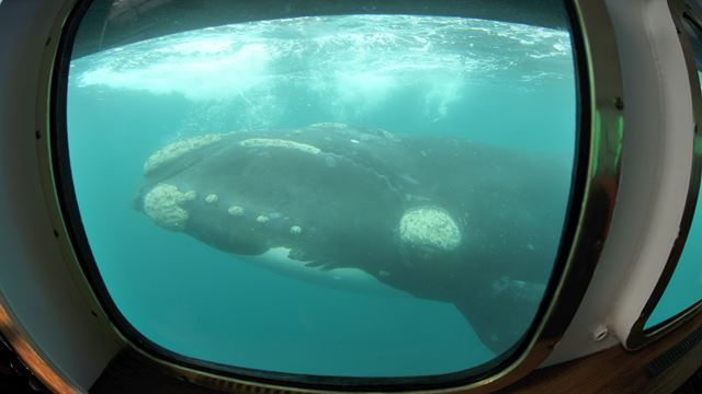 Submarine Whales Watching