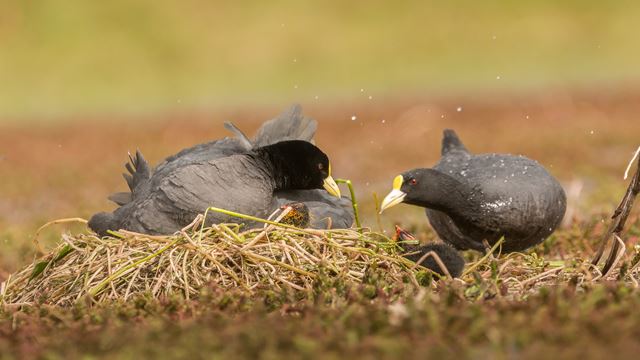 Bird Watching And Photo Safari