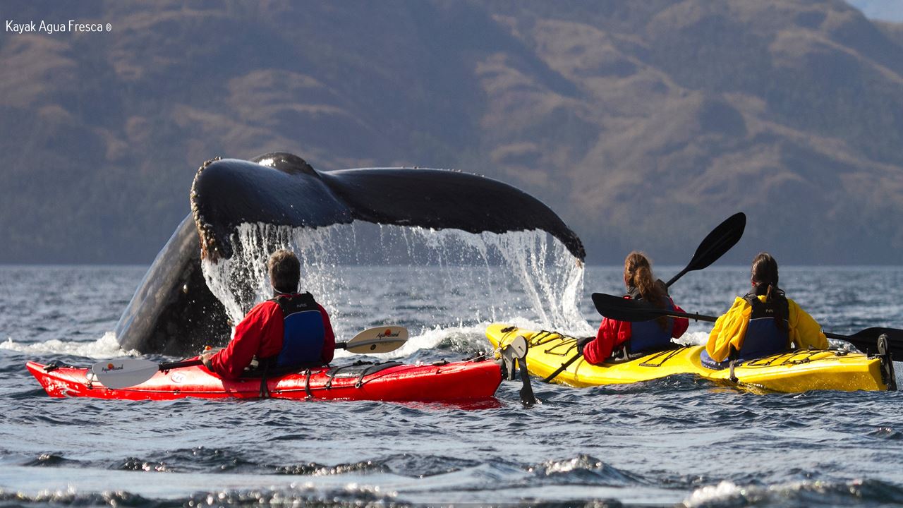 Kayak Whale Watching

