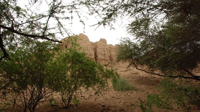 Bosque De Pomac & Museo Sican