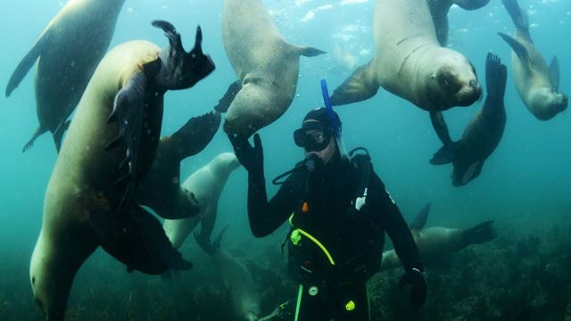 Plonger Avec Des Otaries