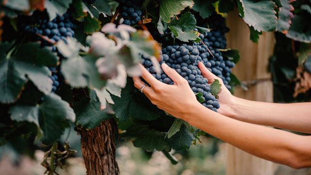 Reiten Mit Wein- Und Käseverkostung In Der Bodega El Esteco