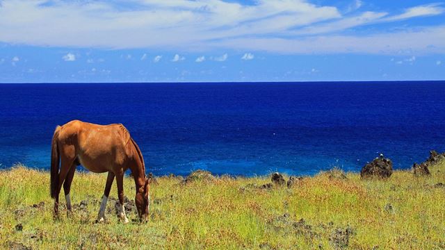 Randonnée À Cheval Sur L`Île De Pâques