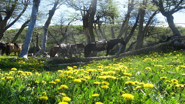 Balade À Cheval Au Bord Du Lac Roca