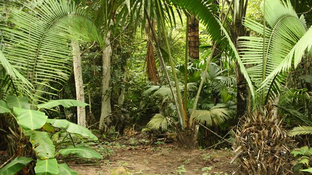 Wanderung Im Anavilhanas-Archipel