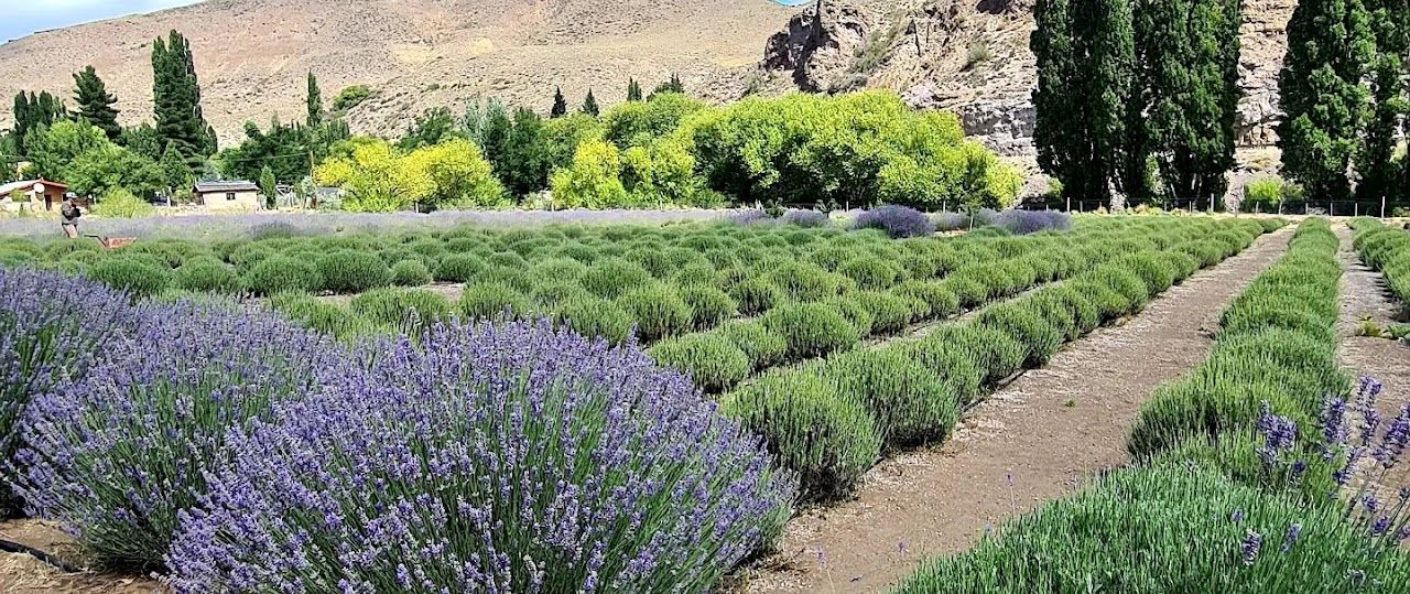 Campos De Lavanda Con Merienda