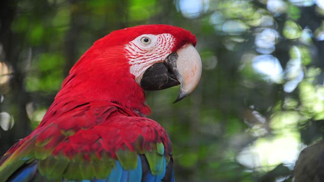 Brazilian Falls With Bird Park