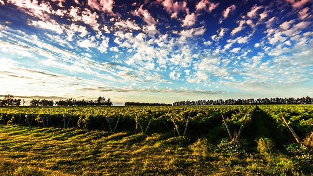 Visite De La Ville De Carmelo Avec Visite De Vignobles