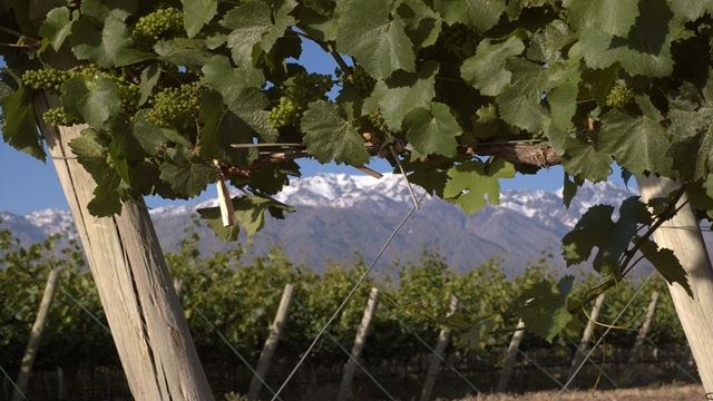 Stadtrundfahrt In Mendoza Mit Privatem Mittagessen