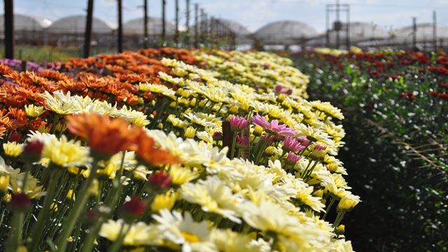 Visite De La Ville D`Holambra, La Ville Des Fleurs