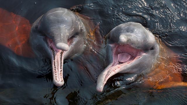 Rencontre Des Eaux + Nager Avec Les Dauphins + Visite D`Un Village Aborigène