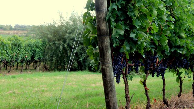 Dégustation De Vin À La Cave Spinoglio