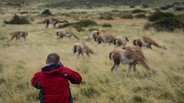 Ecocamp Patagonia – Tiersafari-Erlebnis