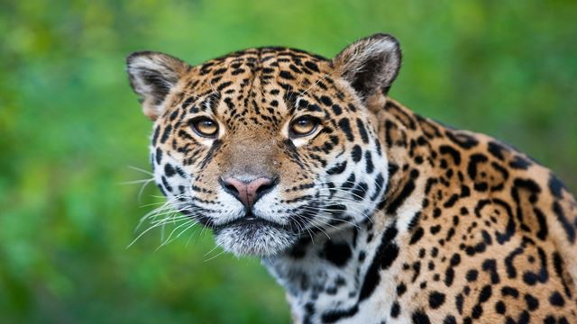 Encantos Da Amazônia Da Tambopata