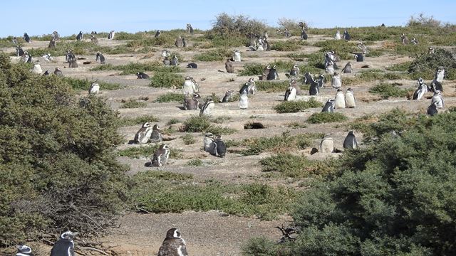 Ausflug Nach Punta Tombo In Puerto Madryn Für Passagiere Von Kreuzfahrtschiffen