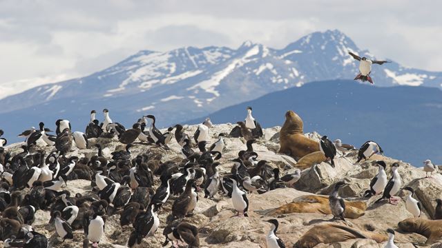 Privater Ausflug In Gable Island Und Pinguinera