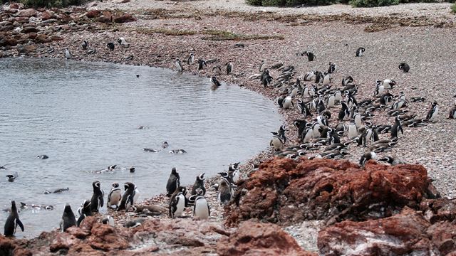 Privater Ausflug Zur Pinguinkolonie In Punta Tombo