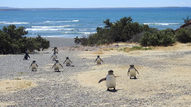 Punta Tombo Tour With Isla Escondida In Puerto Madryn