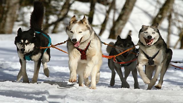 Experiência Husky