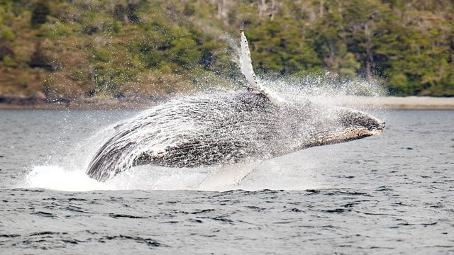 Observação De Baleias E Geleiras De Dia Inteiro De Barco