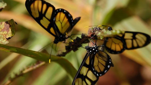 Aventura De Jungle Fly Em Pequenos Grupos