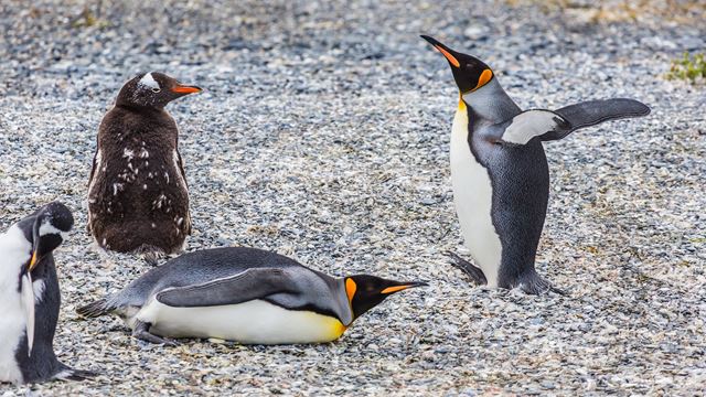 Ilha Gable E Observação De Pinguim