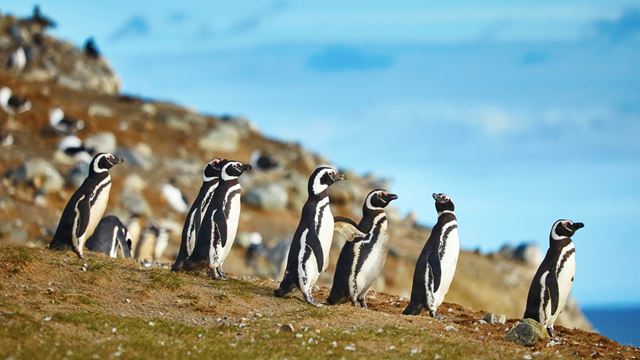 Magdalena Island Penguin Navigation