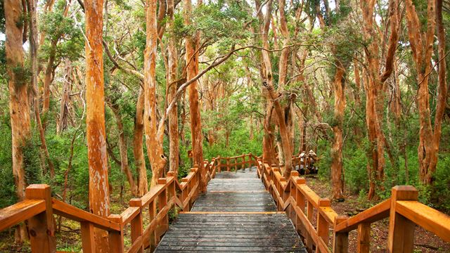 Île Victoria Et Forêt D`Arrayanes