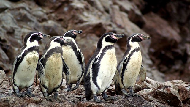 Spazieren Sie Durch Die Ballestas-Inseln