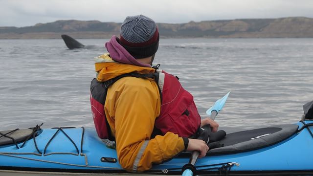 Kayak Y Avistaje De Ballenas En El Golfo San Jose