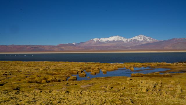 Demi-Journée Lagune Cejar + Ojos Del Salar + Lagune Tebenquiche.