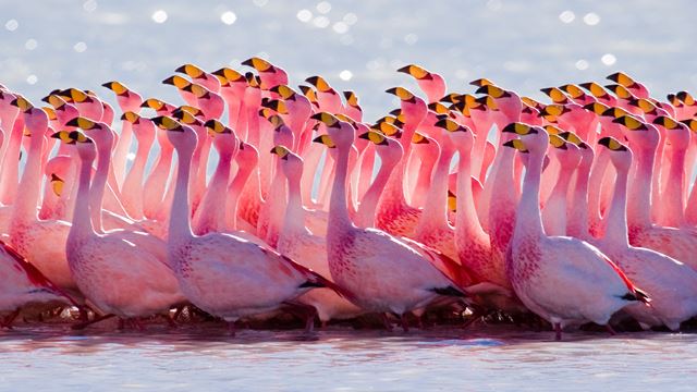 Laguna Del Toro Con Avistaje De Flamencos