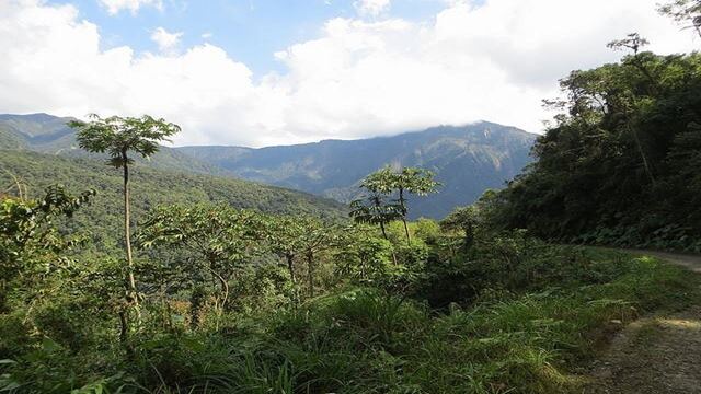 Os Yungas - Caminho Verde