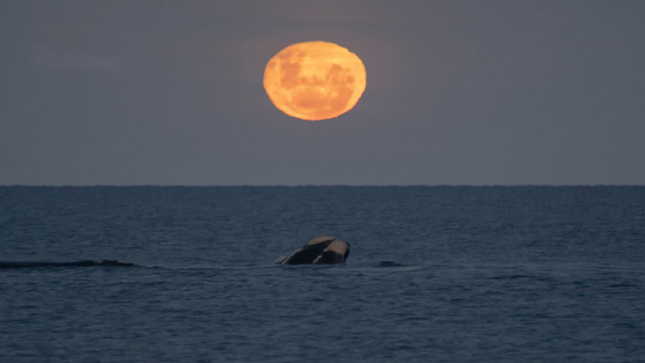 Full Moon And Whales In Puerto Madryn