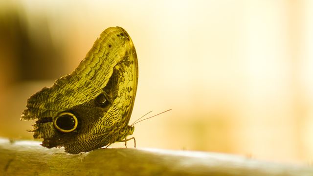 Pilpintuwasi Schmetterlingsgarten