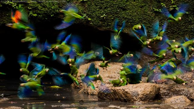 Vie Sauvage Dans L`Amazonie Équatorienne - 4 Jours