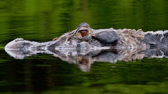 Vie Sauvage Dans L`Amazonie Équatorienne - 6 Jours