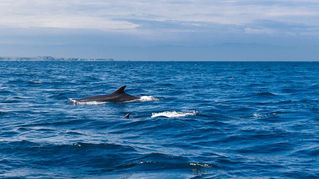 Avistamiento De Ballenas En La Reserva Marina Isla Chañaral