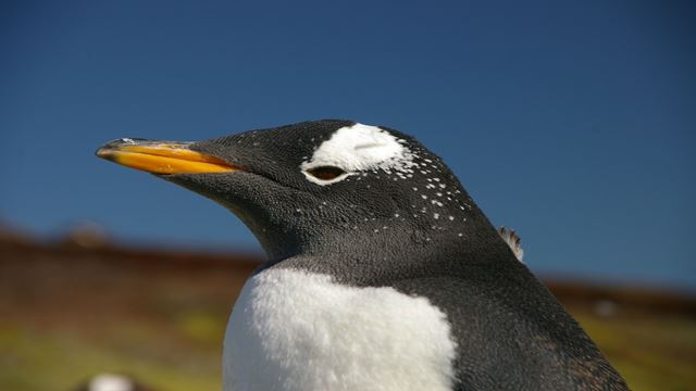 Navigation Dans Le Canal Beagle Et Promenade Avec Les Pingouins Sur L`Île Martillo
